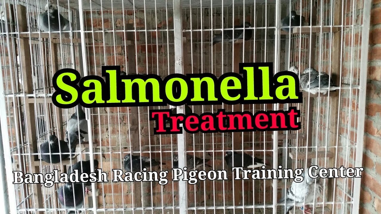 Pigeon disease salmonella (pigeon treatment)