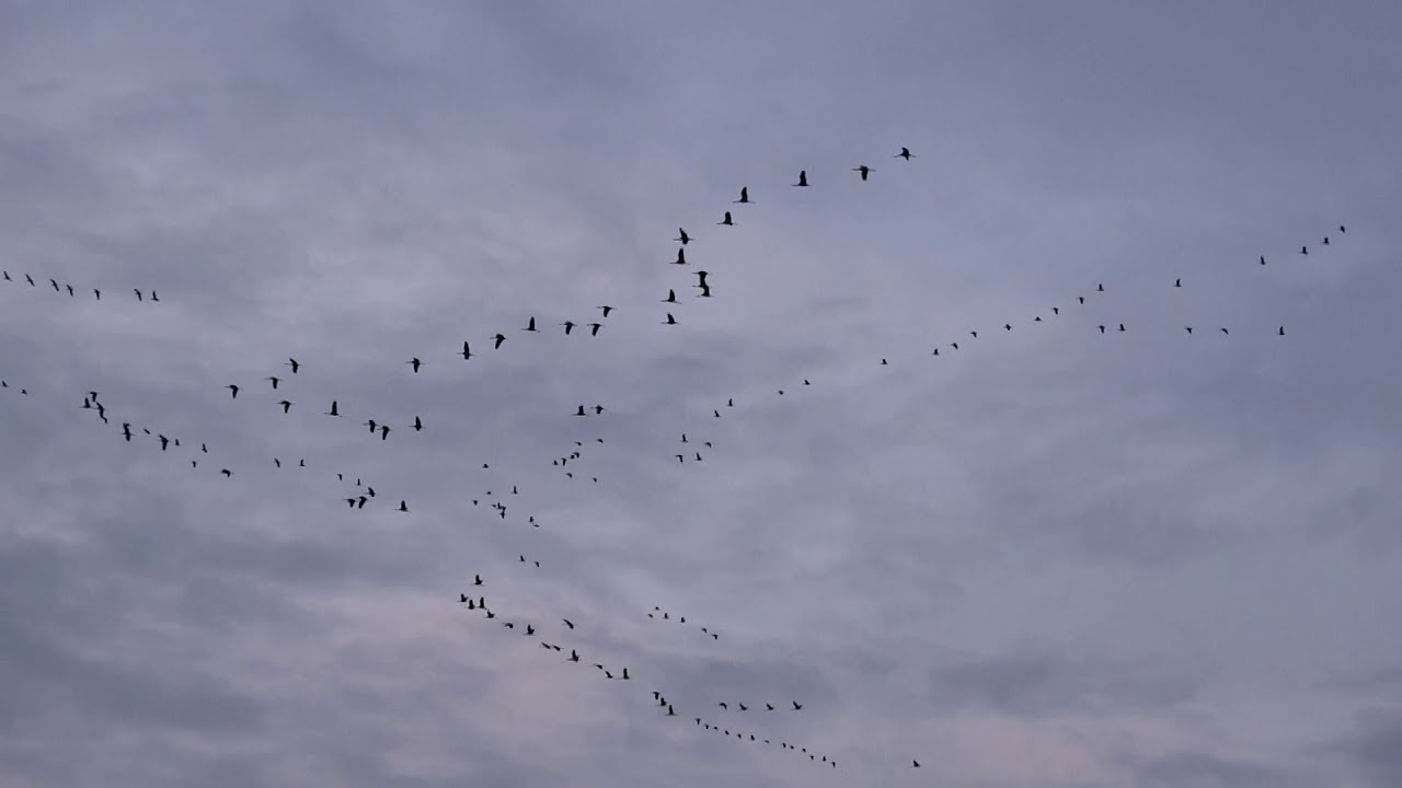 Darvak esti húzása a Hortobágyon / (Grus grus) on the Hortobágy