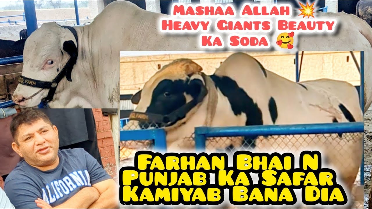 Heavy Giants Beauty Bachre ka Soda 🥰