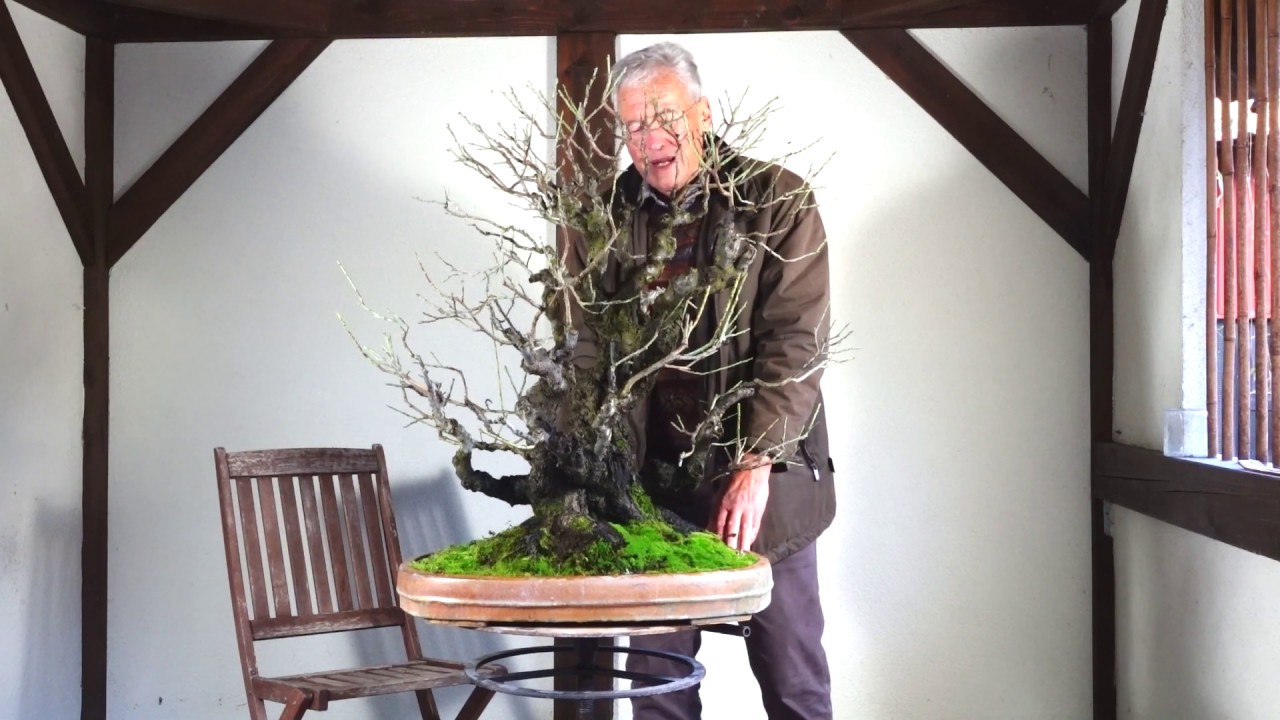 SandevBonsai 2019 - Prunus mume in Walter Pall's eyes
