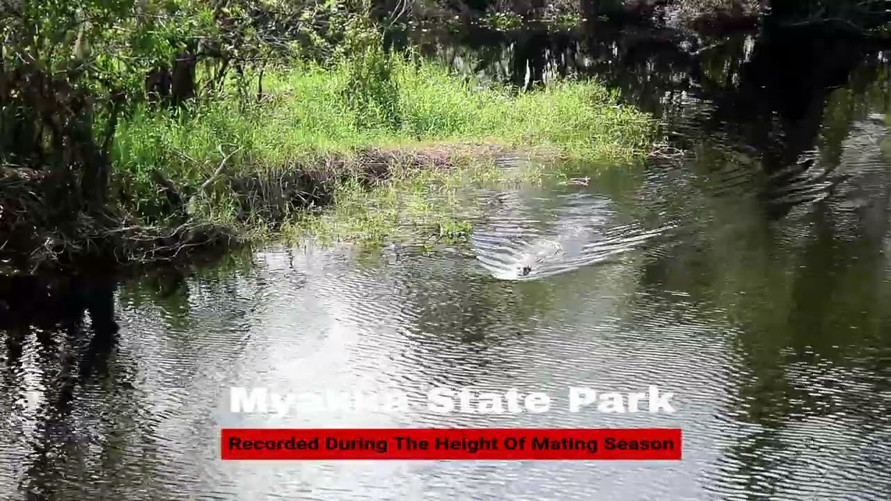 Myakka River State Park Alligators During Mating Season in Florida