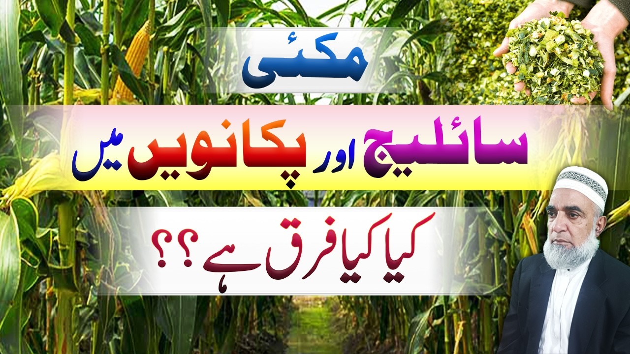 Maize for Silage or Corn? Which is More Profitable in Pakistan || Crop Reformer