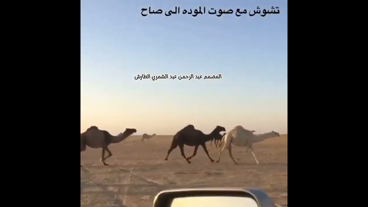 ربابه قصيده من كلمات عبد الله نوار ابن راجح--الشلوي عازف ربابه/بندر بديوي الشمري