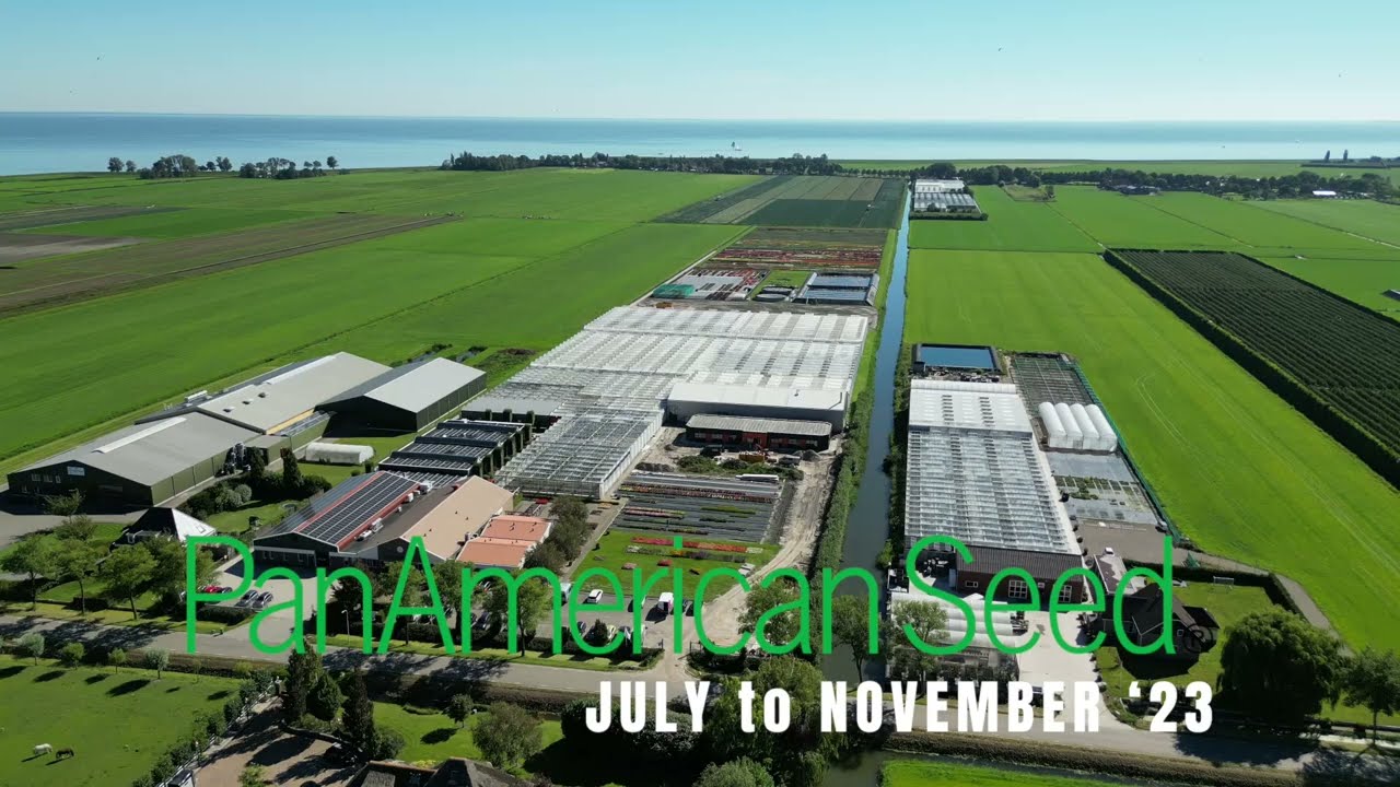 ▪️PanAmerican Seed July to November 2023