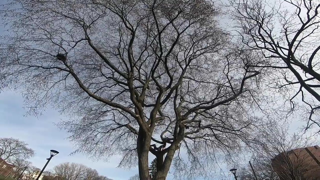 A Short Walk Around The Washington Elm