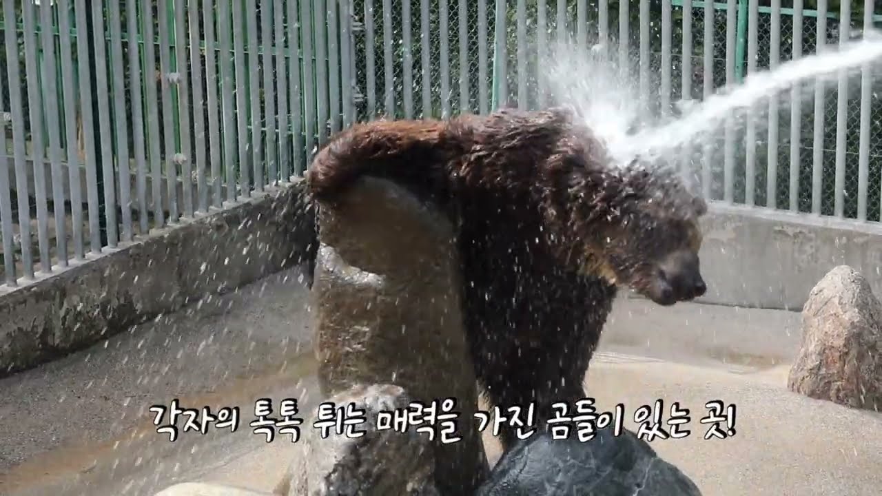 곰들이 여름을 이겨내는 방법은?!