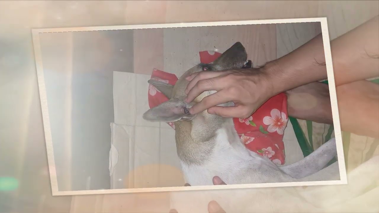 SADDEST PART OF BEING FURPARENT
