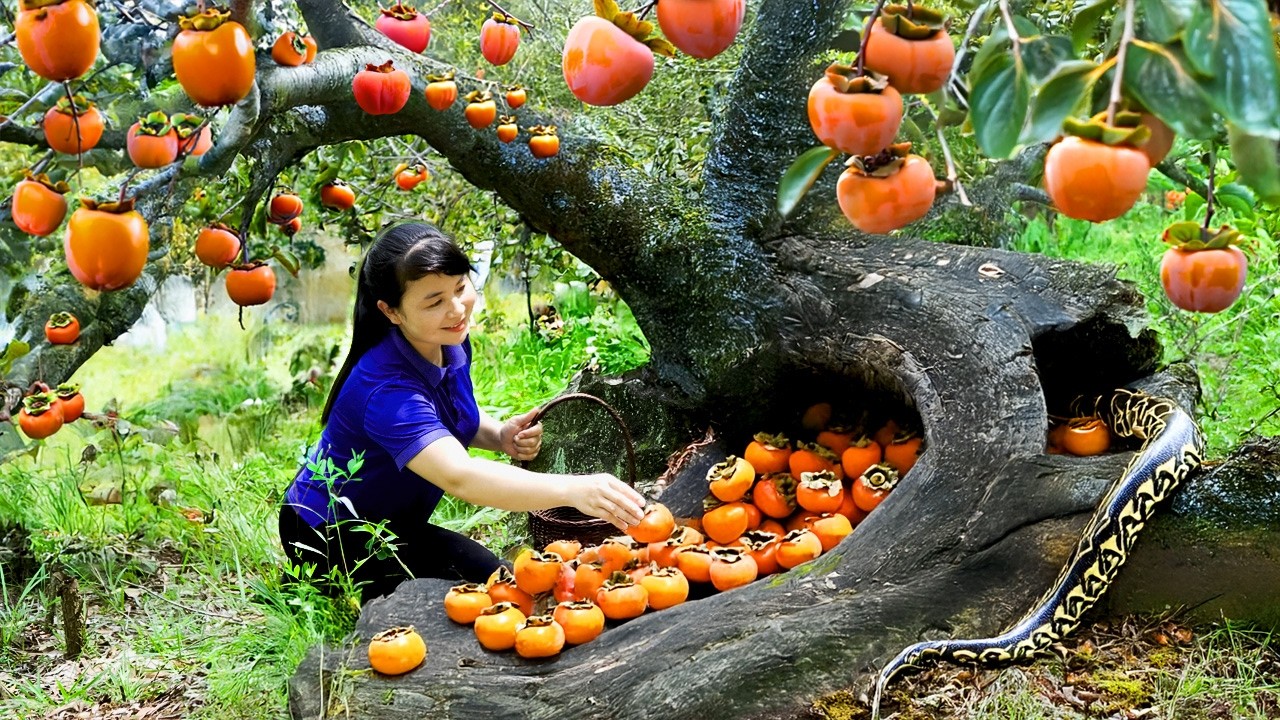 Harvest Persimmon, goes to the market to sell - Harvesting and Cooking |Tieu Vy Real Life