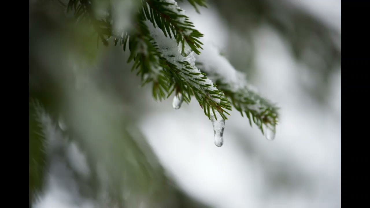 Lord Winter - Evergreen