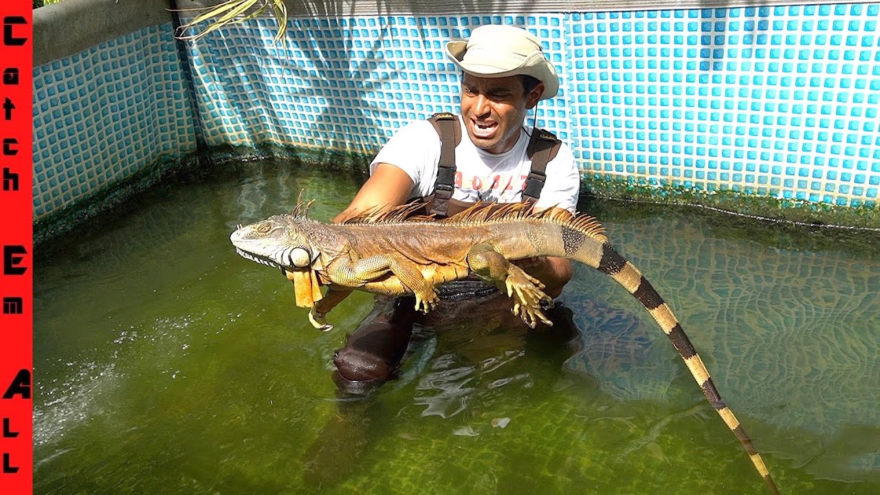 IGUANA in POOL! **COOKING IGUANA RIBS**