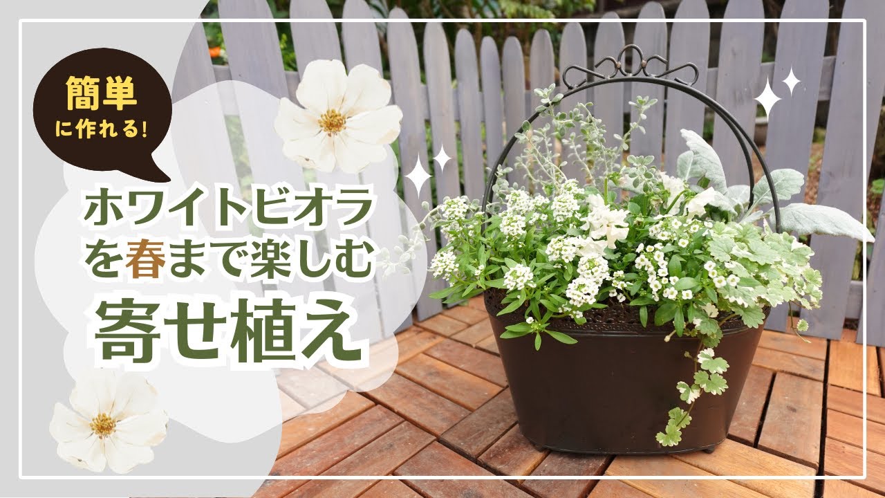 フリル咲きビオラでつくる白一色の【冬の寄せ植え】