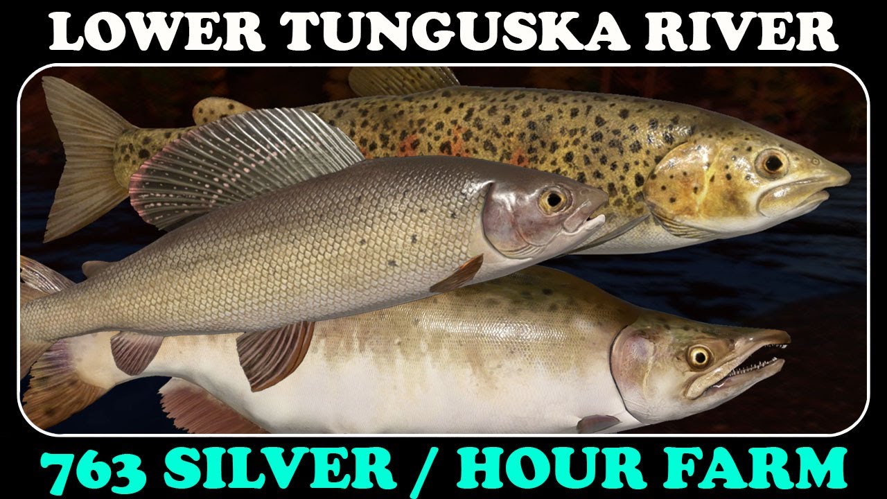 LOWER TUNGUSKA RIVER - 763 Silver Hour - Silver Farm - Russian Fishing 4 - RF4