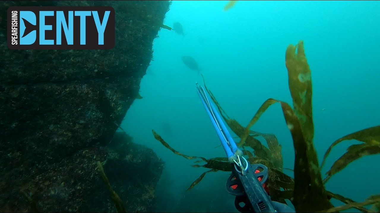 Chasse sous-marine en Bretagne à marée Basse