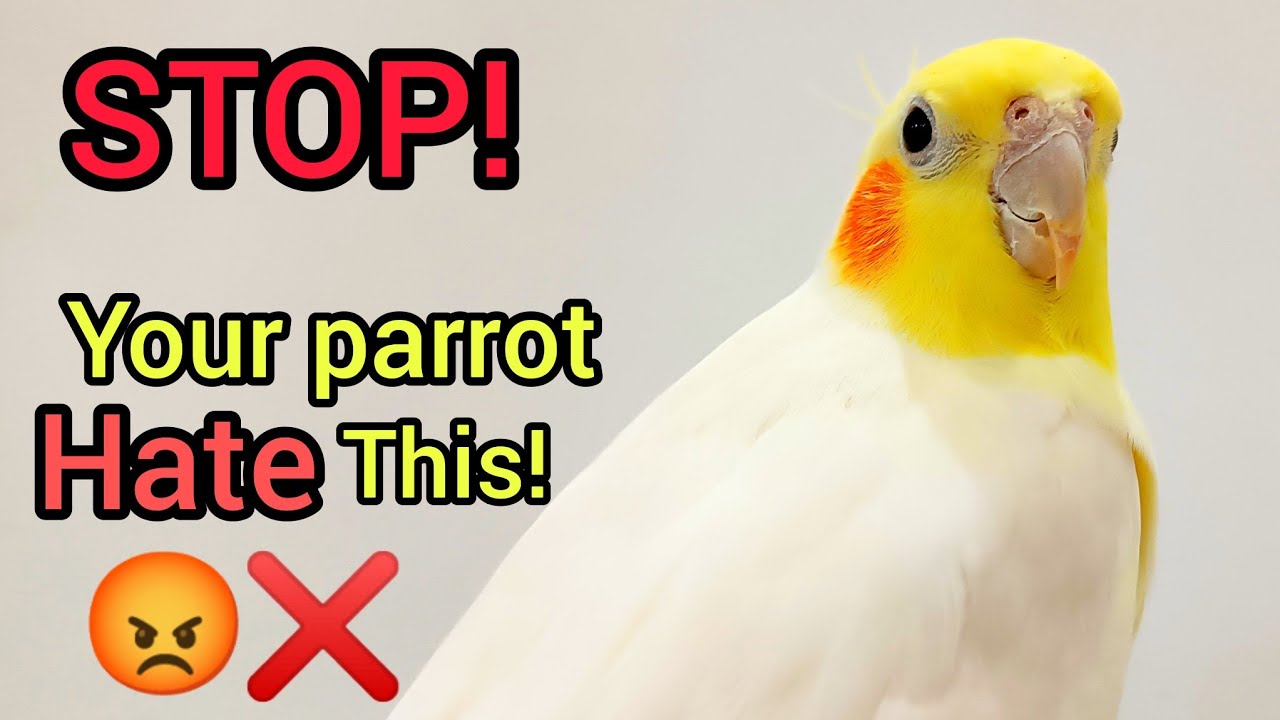 10 Common Mistakes That Make Your Parrot Hate You 😨 (Avoid These!)