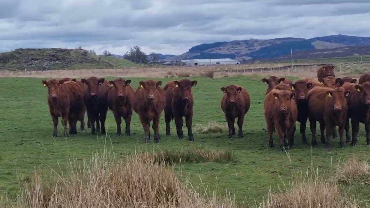 Cattle on The Isle of Luing
