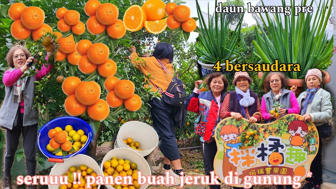 PANEN BUAH JERUK DI KEBUN MAJIKAN !! PEKERJAAN TKW TAIWAN SEKTOR INFORMAL 