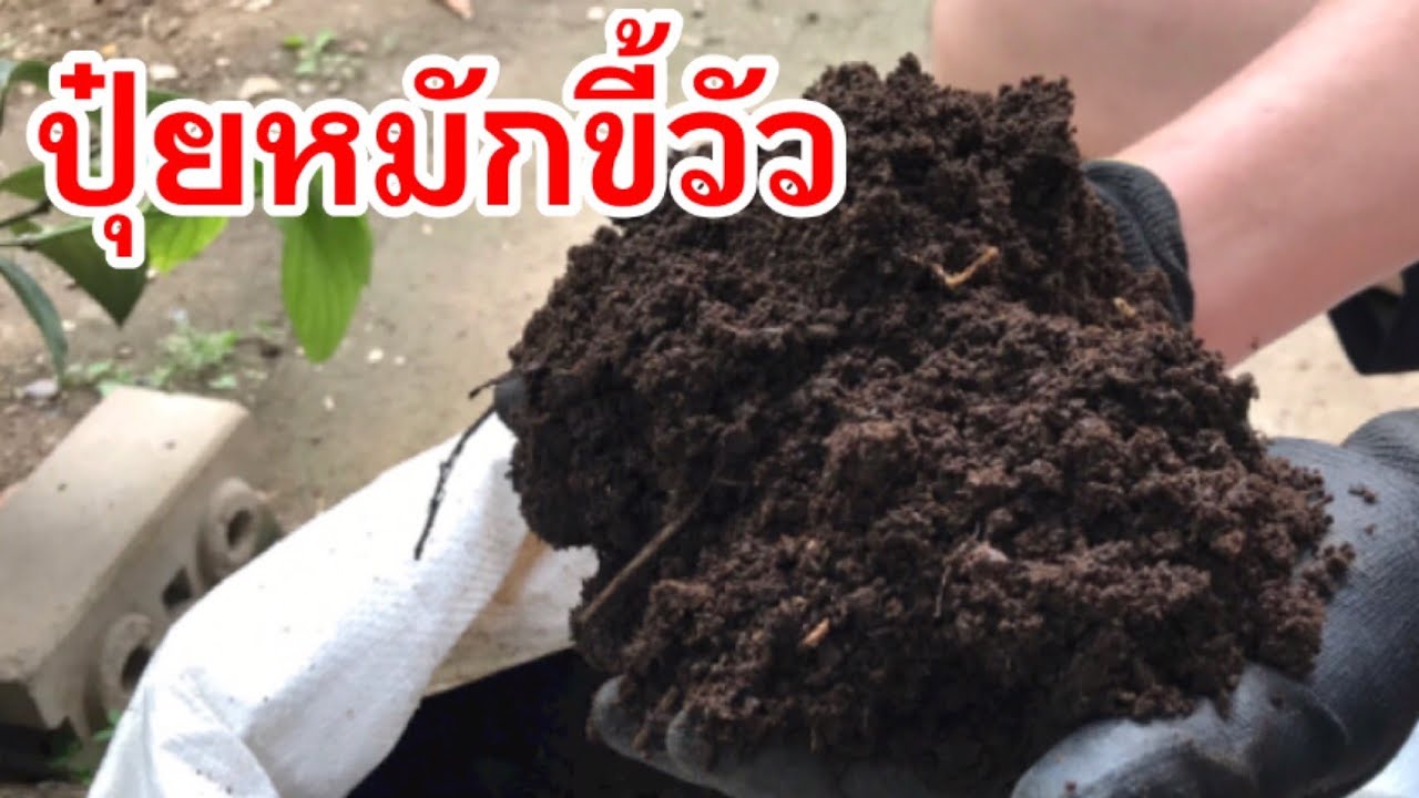 42/วิธีทำปุ๋ยหมักขี้วัวในกระสอบแบบง่ายๆ คุณเองๆ ก็ทำได้ Cow manure compost in grass/ตั้มเกษตรพอเพียง