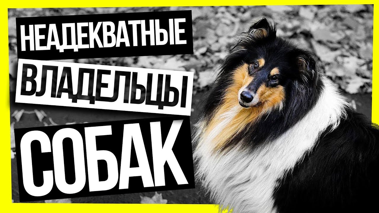 НЕАДЕКВАТНЫЕ ВЛАДЕЛЬЦЫ СОБАК