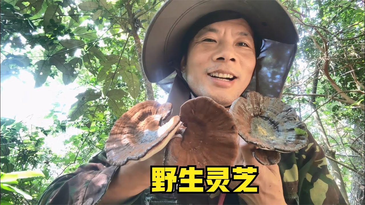 又到摘灵芝的季节，雨锅带小眼睛上山碰运气，今天的收获还不错