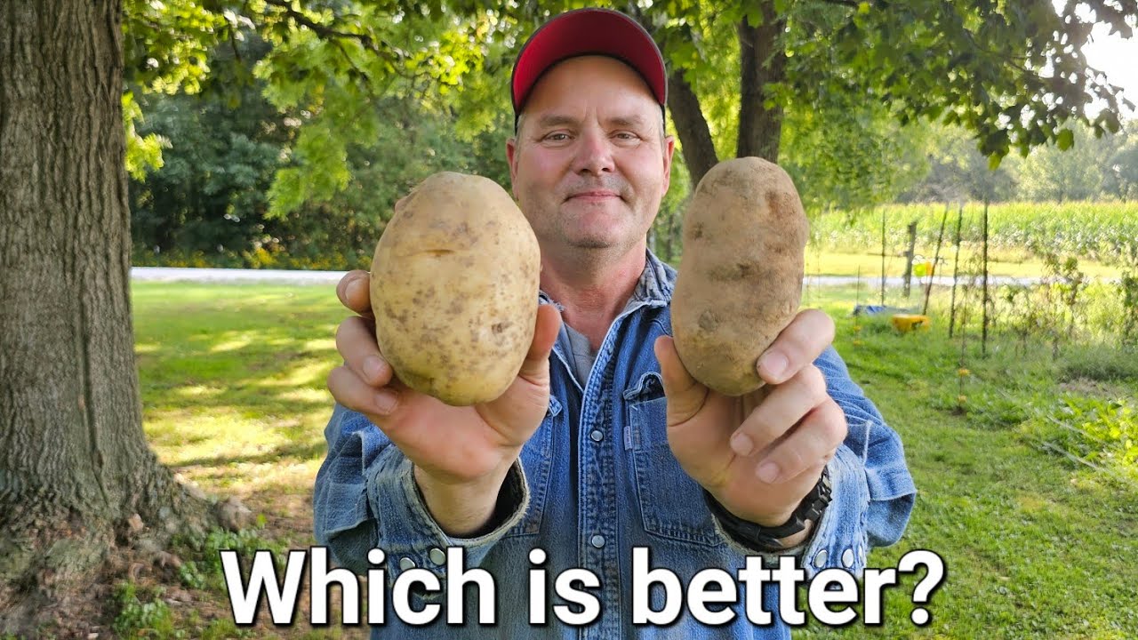 The difference between Russet and Kennebec potatoes.