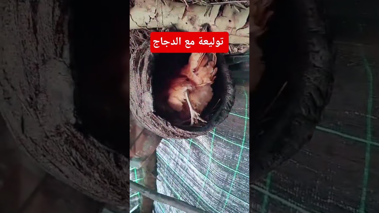 وقت البيض الدجاج       #funny #youtubeshorts #chicken #viralreels #ytshorts