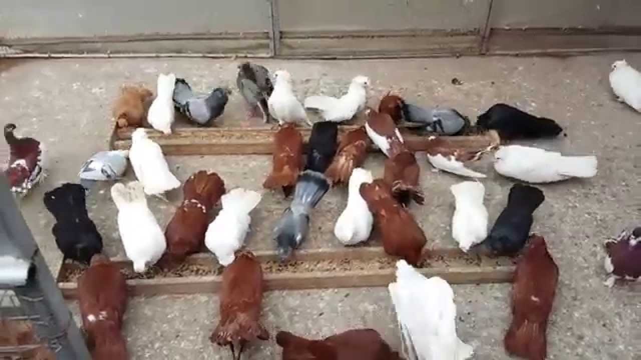 Моите Гълъби #1