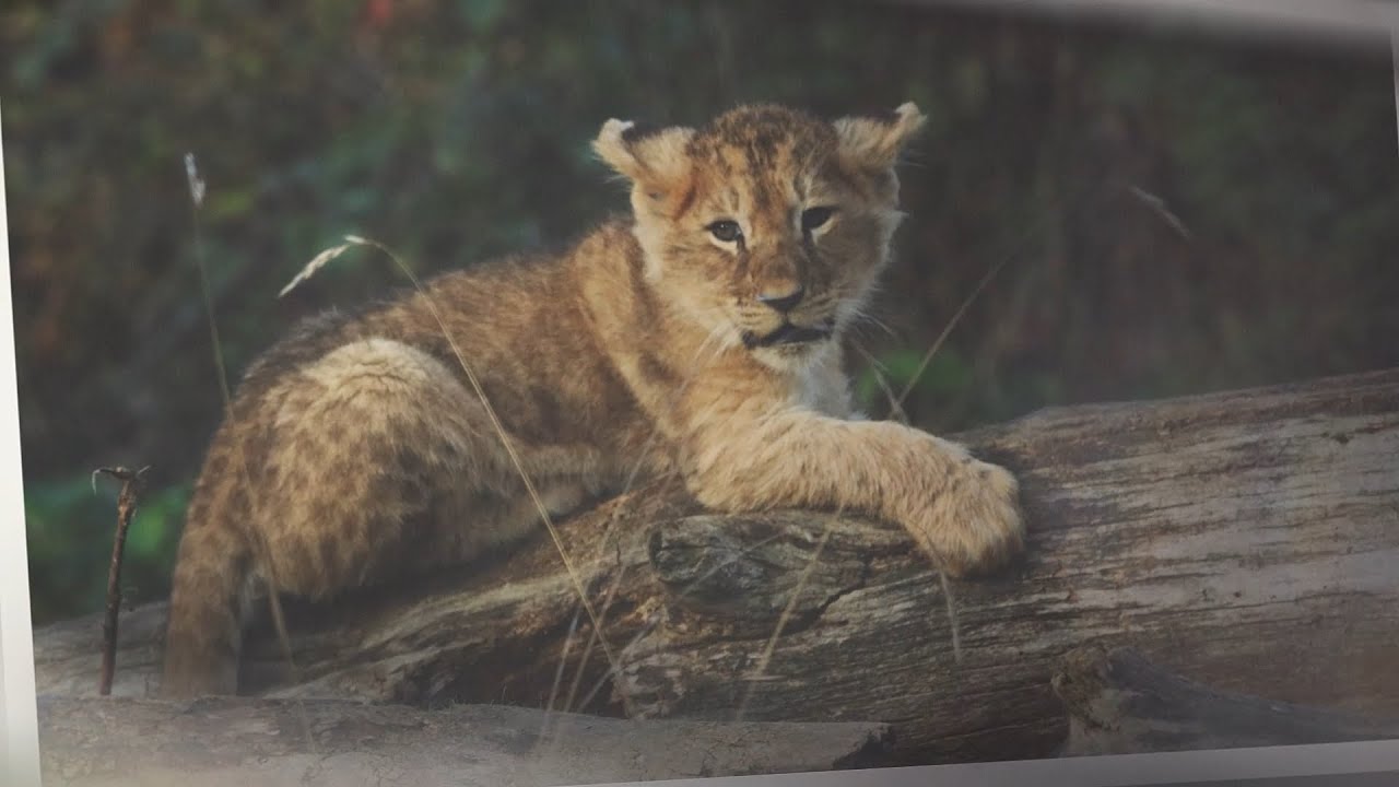 Lion d'Angola du parc des félins - Angola lion from the feline park