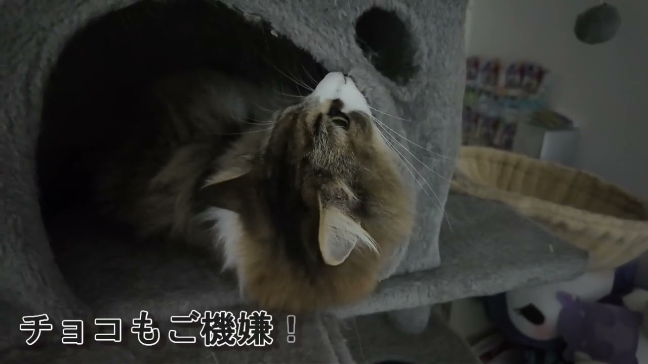 【3匹の日常】チョコとチイが場所の取り合い？！