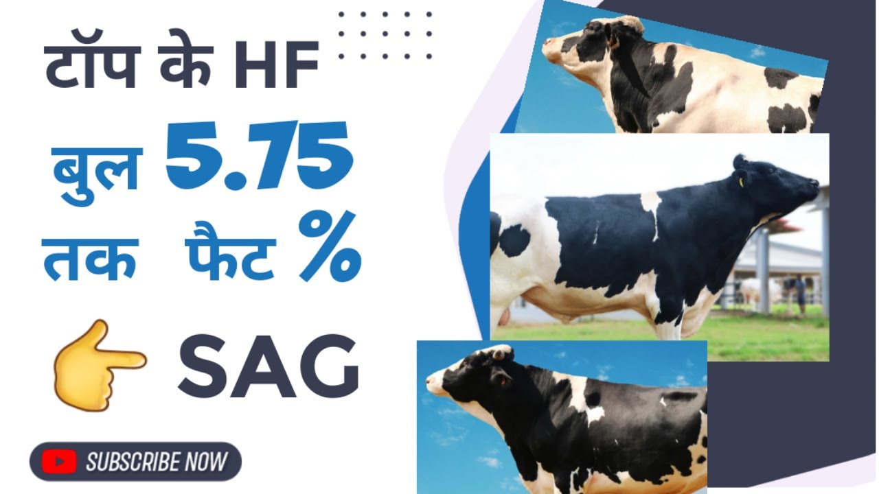 Highest #fat% #HF semen for #dairy farm in india👉