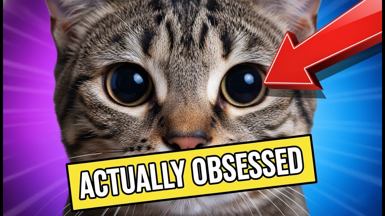 10 Signs Your Cat Loves You: Is Your Cat Obsessed With You? (Cat Behavior)