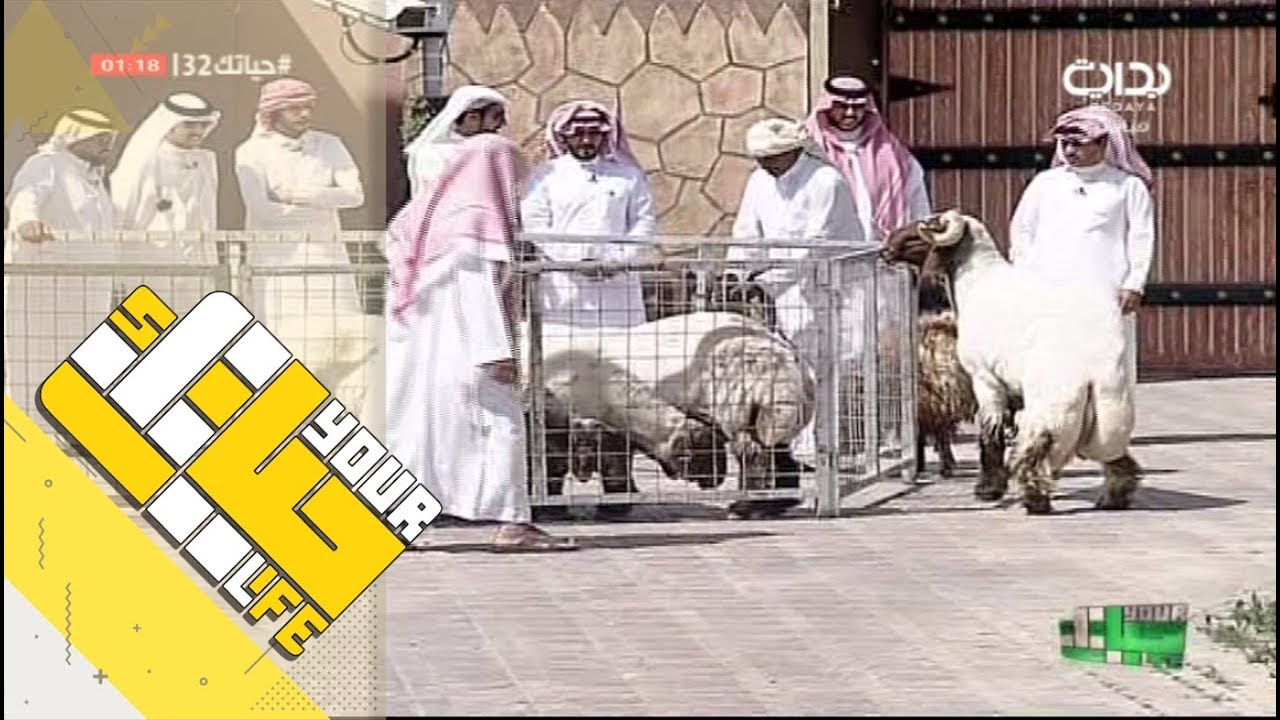#حياتك32 |  هواية مزاين النعيم الصنف - محمد بن ناصر الهذيلي