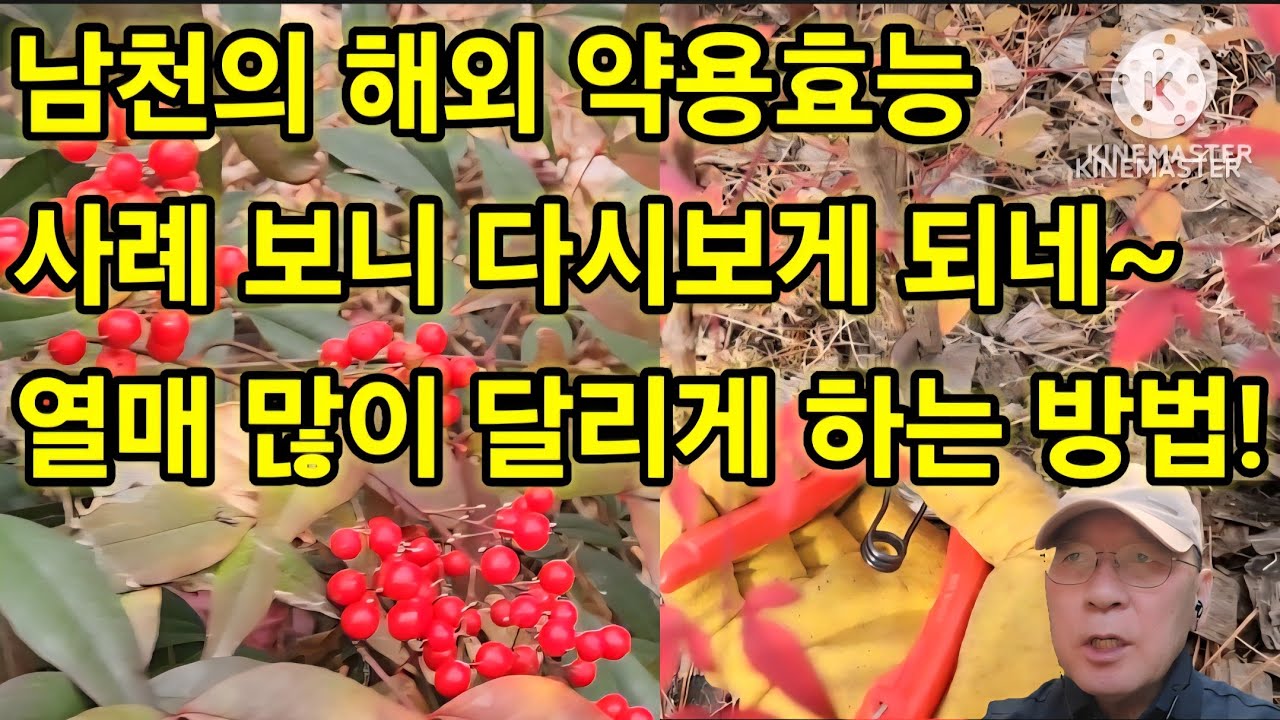 와우~남천의 놀라운 해외 약용 사례! 대박 이넹~ 열매 많이 달리게 하는 요령도 챙겨보자!#나무향기 #전원생활 #조경수 #조경관리 #정원 #화단 #정원꾸미기 #건강효과 #정원수