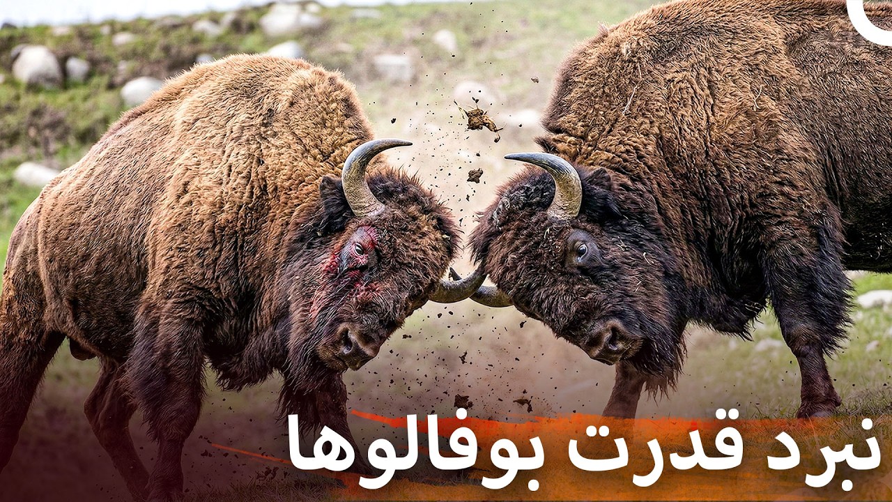 غول‌های طبیعی آمریکا: مبارزه بوفالوها برای بقا | مستند ایرانی حیوانات