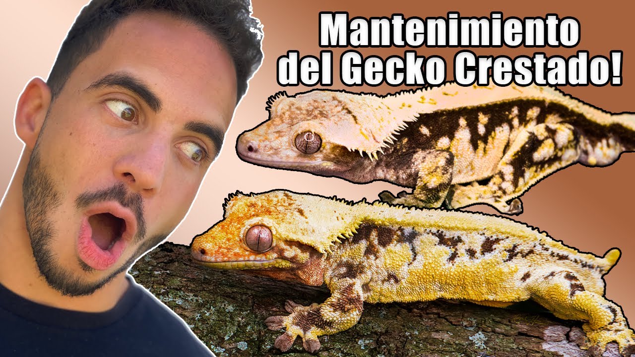 Como Cuidar a un Gecko Crestado! 15 años de experiencia!