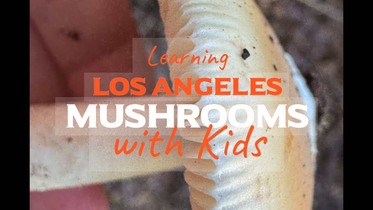 Learning Los Angeles Mushrooms with Kids 
