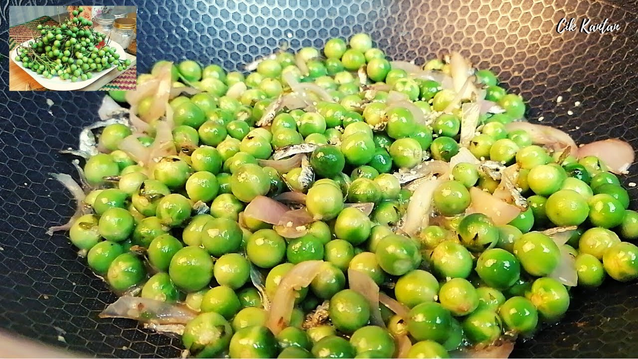 TERUNG PIPIT | CEPOKAK | TURKEY BERRY