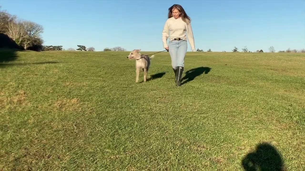 Guide to capturing your dog's gait on video