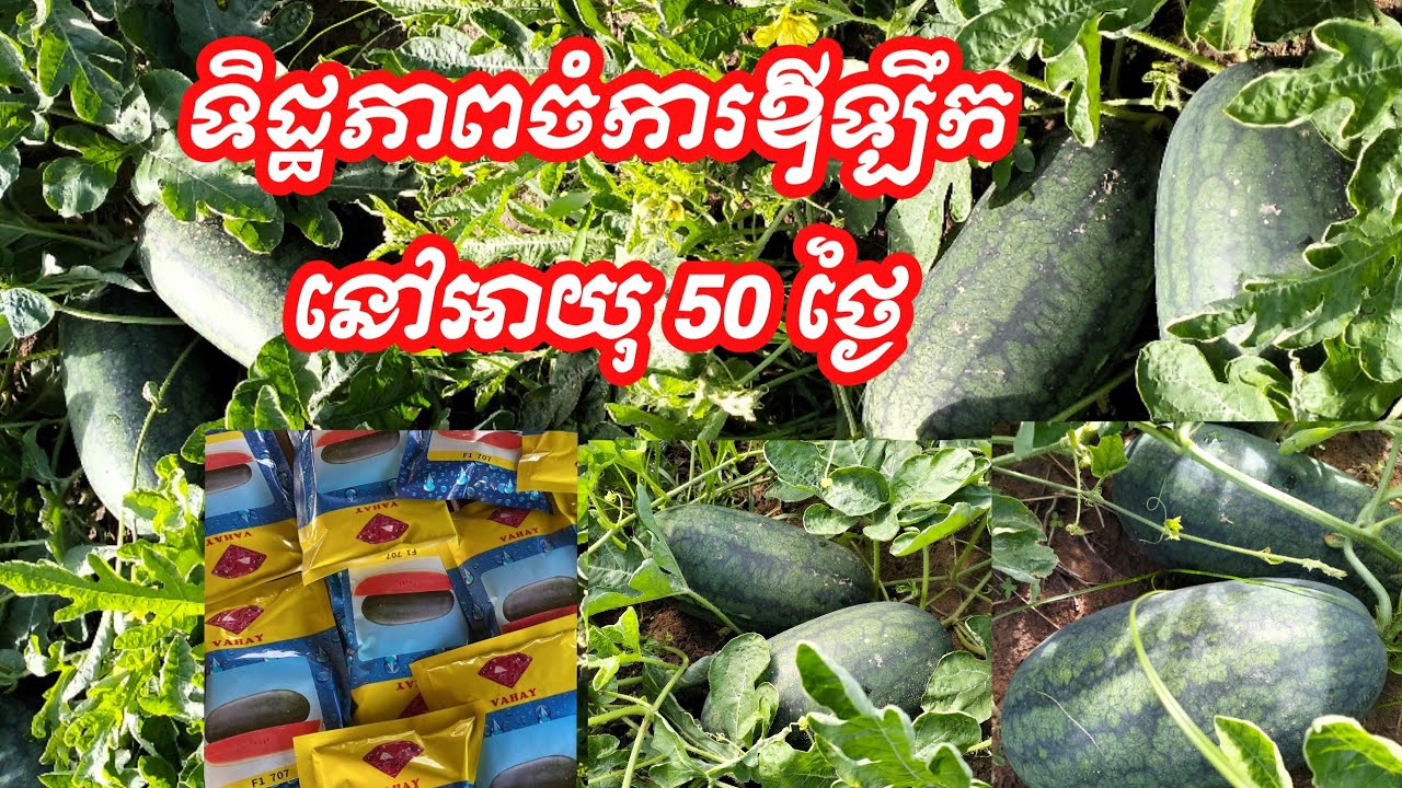 ទស្សនាចំការឪឡឹកនៅអាយុនៅអាយុ 50 ថ្ងៃ