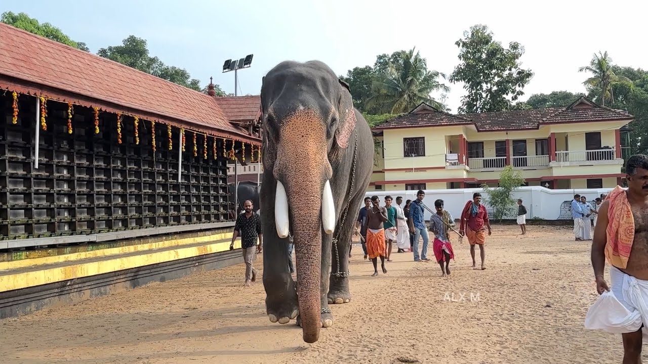 വിനോദേട്ടൻ പുറകിൽ  വടി എടുത്തപ്പോൾ തന്നെ കാളിക്കു  കാര്യം മനസ്സിലായി Chirakkal Kalidasan Elephant
