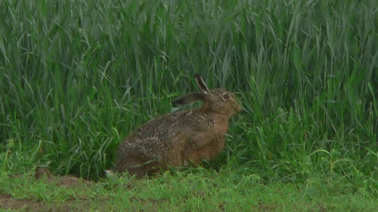 Gestion des haies et mise en place de jachères fleuries