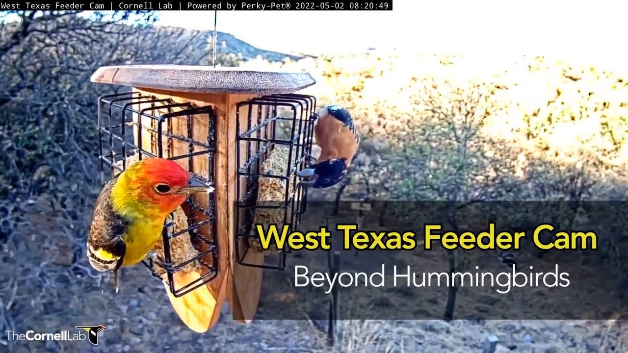 West Texas Feeders: Beyond Hummingbirds
