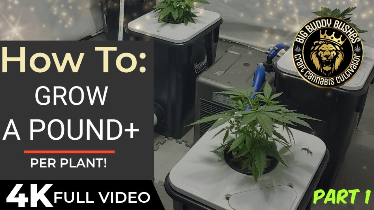 Current Culture H20 Cannabis Grow PART 1 - How to yield a Pound+ per Plant! Using this tutorial