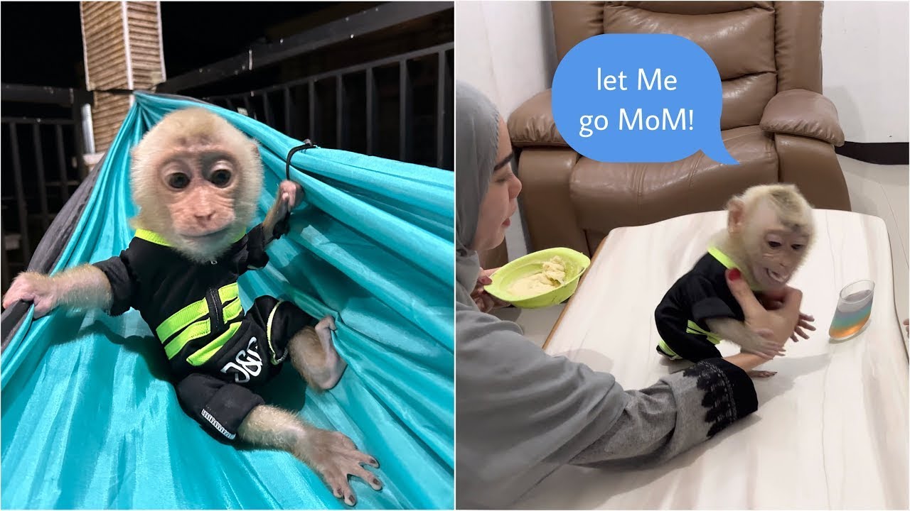 Mom was overwhelmed when Baby Monkey Alpha didn't want to eat because he wanted Isa's jelly