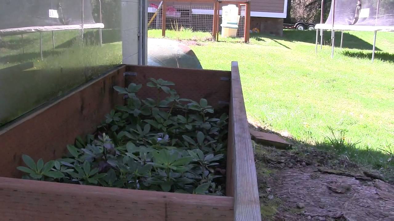 Potting up Rhododendrons at Kincaid's Nursery (Part 2) Using a Nearing Frame for Propagation