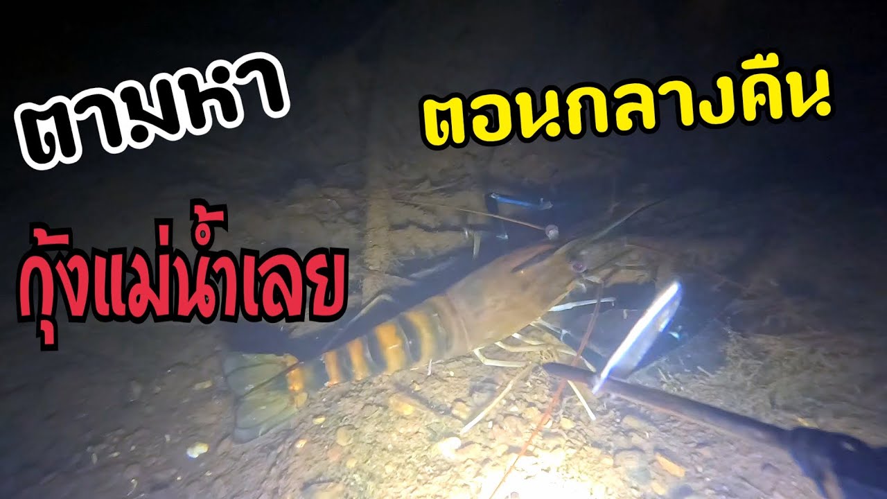 Ночные погружения и подводная охота в поисках речных креветок.