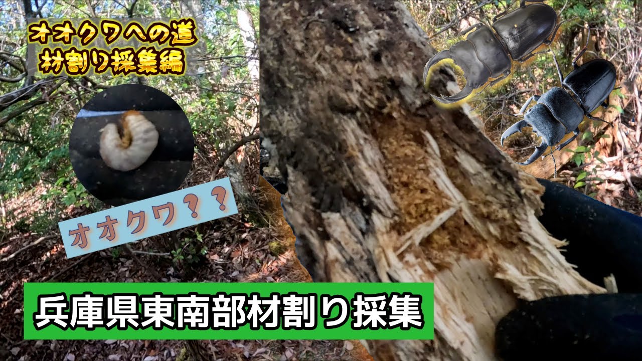 【材割り採集】噂のスポットにオオクワガタの幼虫が？実際に行ってみた！