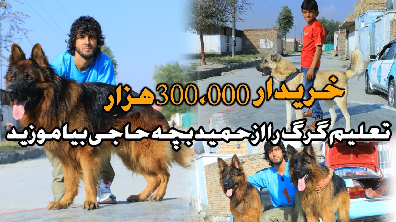 دم نقد 300,000 هزار - گرگ های تعلیمی و قیمتی | افشای راز ها توسط حمید بچه حاجی | Precious wolves