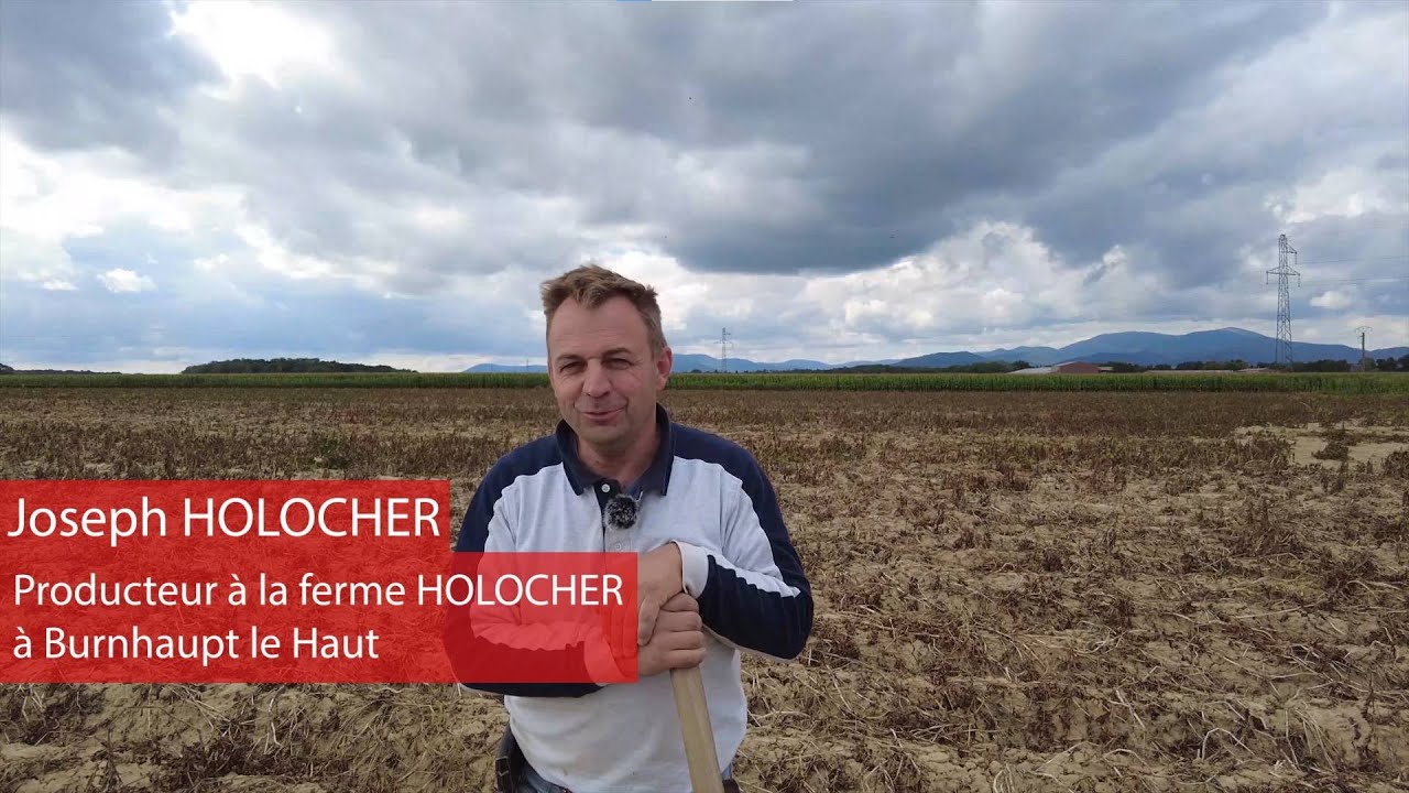 À la rencontre de nos producteurs - Les pommes de terre de la Ferme Holocher