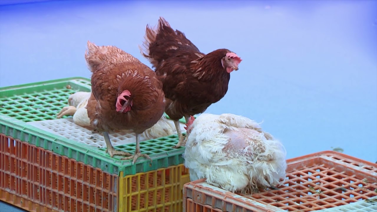 مریشکی هێلکەکەر مەخۆن