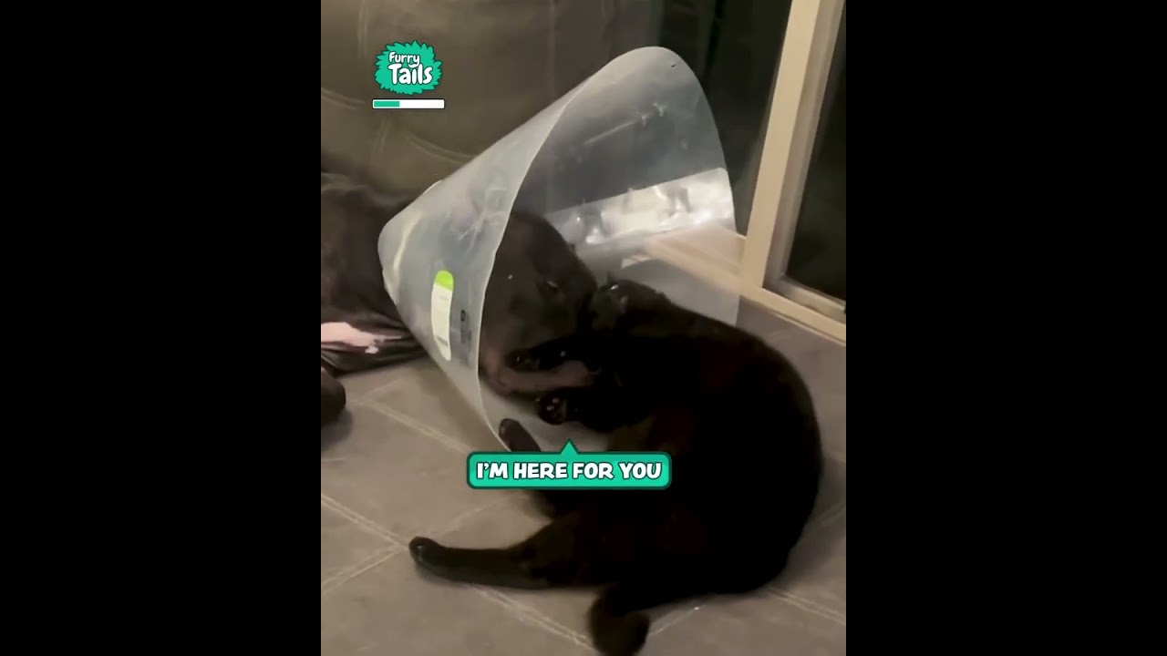 Cat Comforts Dog After Surgery 🥰
